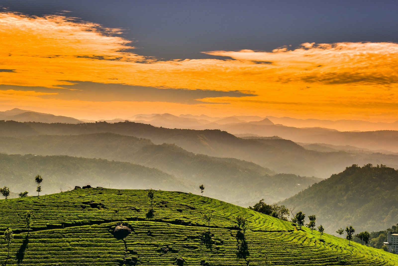 Misty tea plantations in Munnar